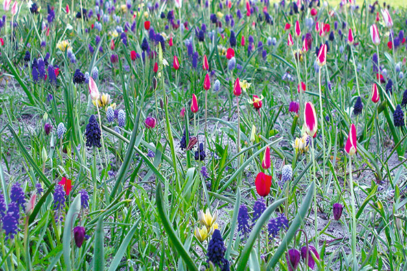 Streublumen im Beet