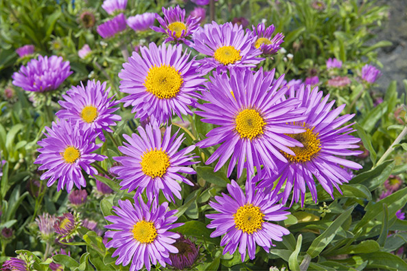 Alpen-Aster ‘Happy End’