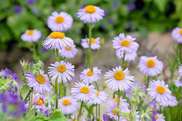 Sichuan-Aster ‘Wartburgstern’