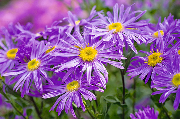Berg-Aster