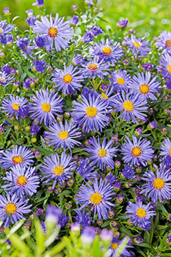 Kissen-Aster ‘Blauer Gletscher’