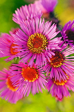 Raublatt-Aster ‘Rubinschatz’