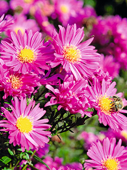 Glattblatt-Aster ‘Karminkuppel’