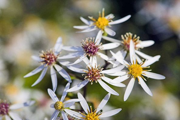 Weiße Wald-Aster