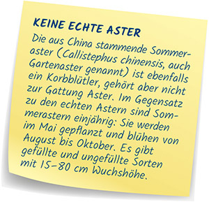 Keine echte Aster