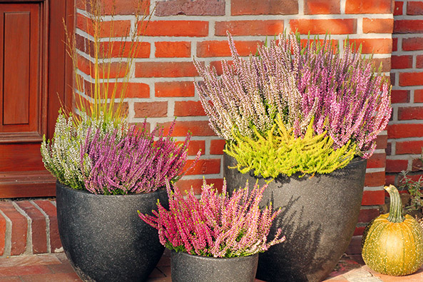 Knospenheide Gardengirls