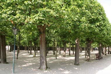 Der Lindensaal