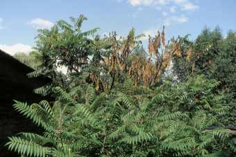 Verticillium-Welke am Essigbaum