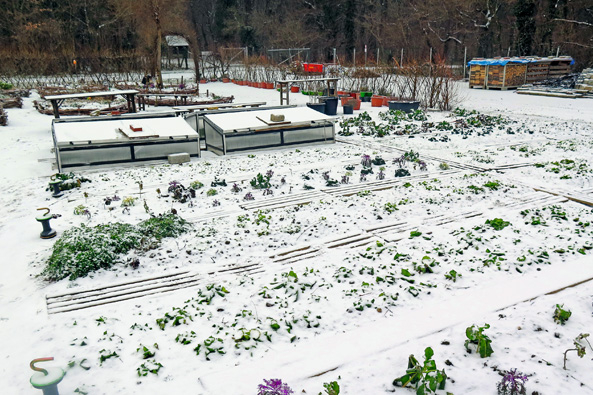 Wintergemüse