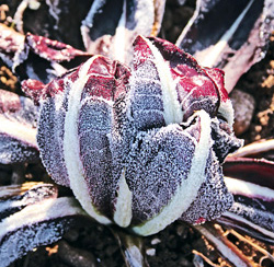 Radicchio