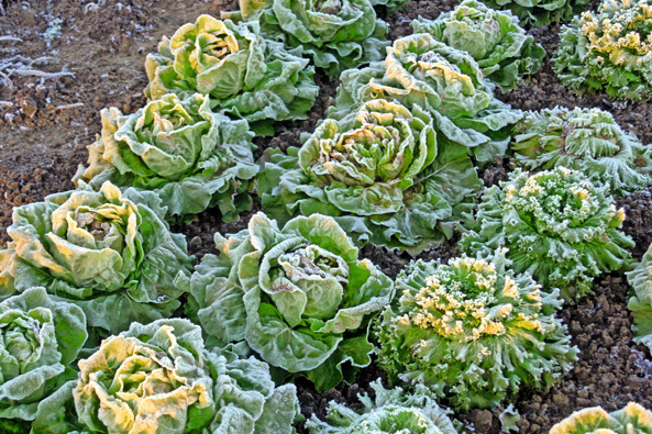 Gartensalat