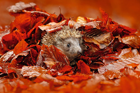 Igel im Herbstlaub
