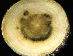 Ahornstamm - Verticillium-Welke