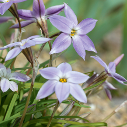 Sternblume