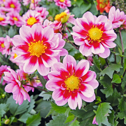 Dahlien