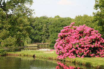 Burgpark mit schönen Rhododendron