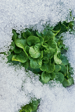 Feldsalat im Schnee