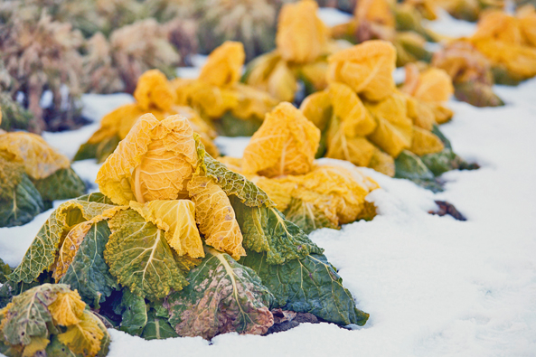 Kohl im Schnee