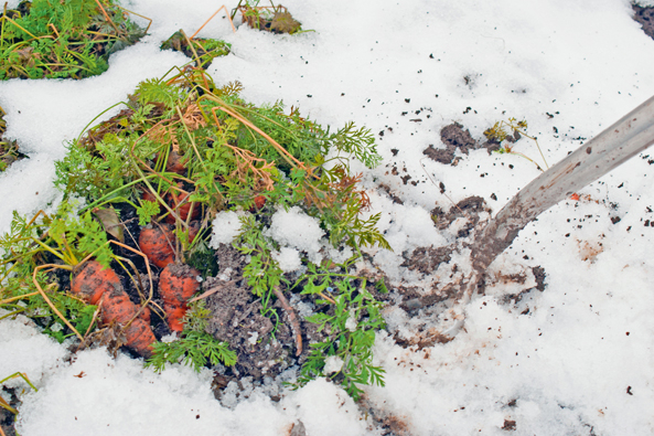 Karotten im Schnee