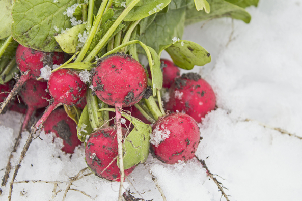 Radieschen im Schnee
