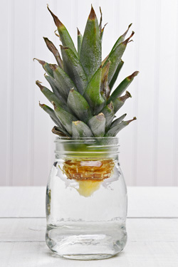 Ananas vermehren