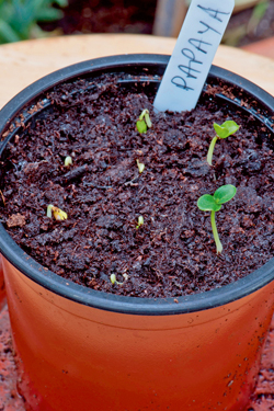 Papaya selbst ziehen