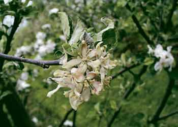 Echter Apfelmehltau an Apfelblüten