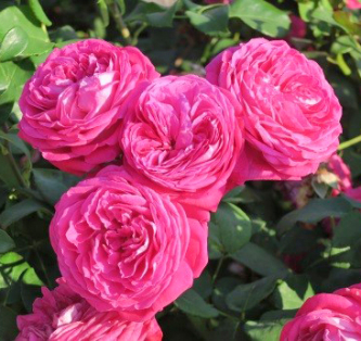 ADR-Rosen 2019 - Freifrau Caroline