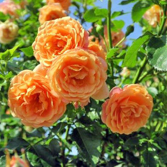 ADR-Rosen 2019 - Peach Melba