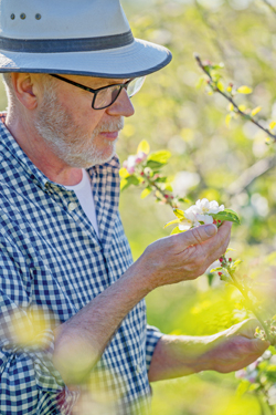 Apfelblüte