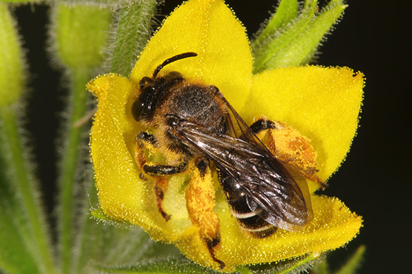 Auen-Schenkelbiene