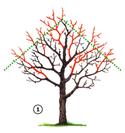 Pyramidenform beim Obstbaum