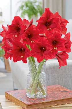 Amaryllis in der Vase