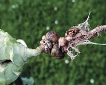 Kohlgallenrüsslerbefall an Kohlrabi