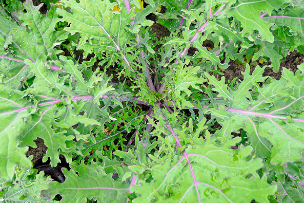 Blattkohl ‘Red Russian Kale’