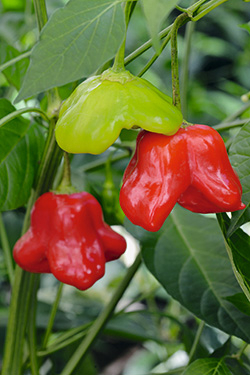 Paprika ‘Mad Hatter’