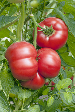 Fleischtomate ‘Rose Crush’ F1