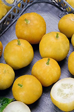 Zitronengurke ‘Lemon’