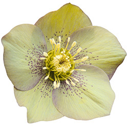 Lenzrose  ‘Green’