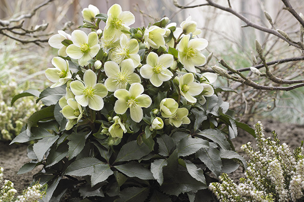 ‘HGC® Monte Christo’