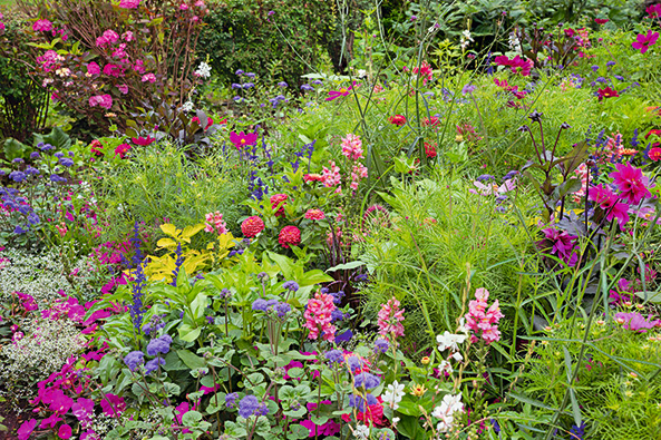 Sommerblumen