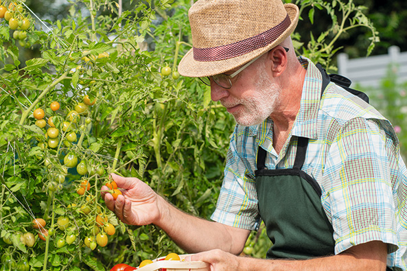 Tomaten züchten