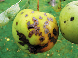 Fruchtschorf am Apfel