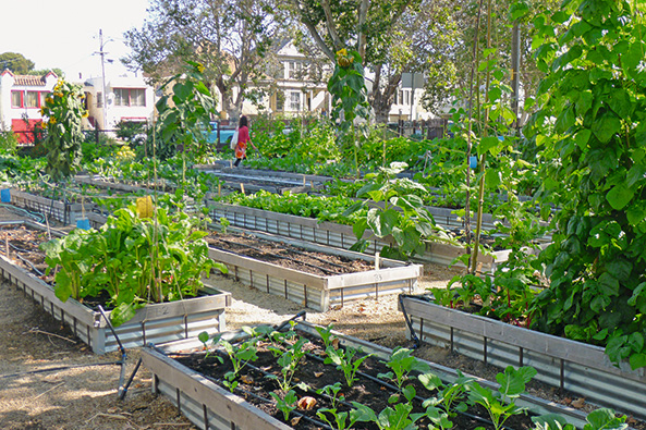 City Slickers Farms Oakland