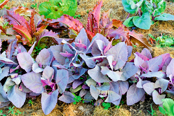 Gartenmelde