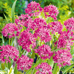 Rosen-Zwerglauch