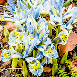Zwiebel-Iris ‘Katharine Hodgkin’