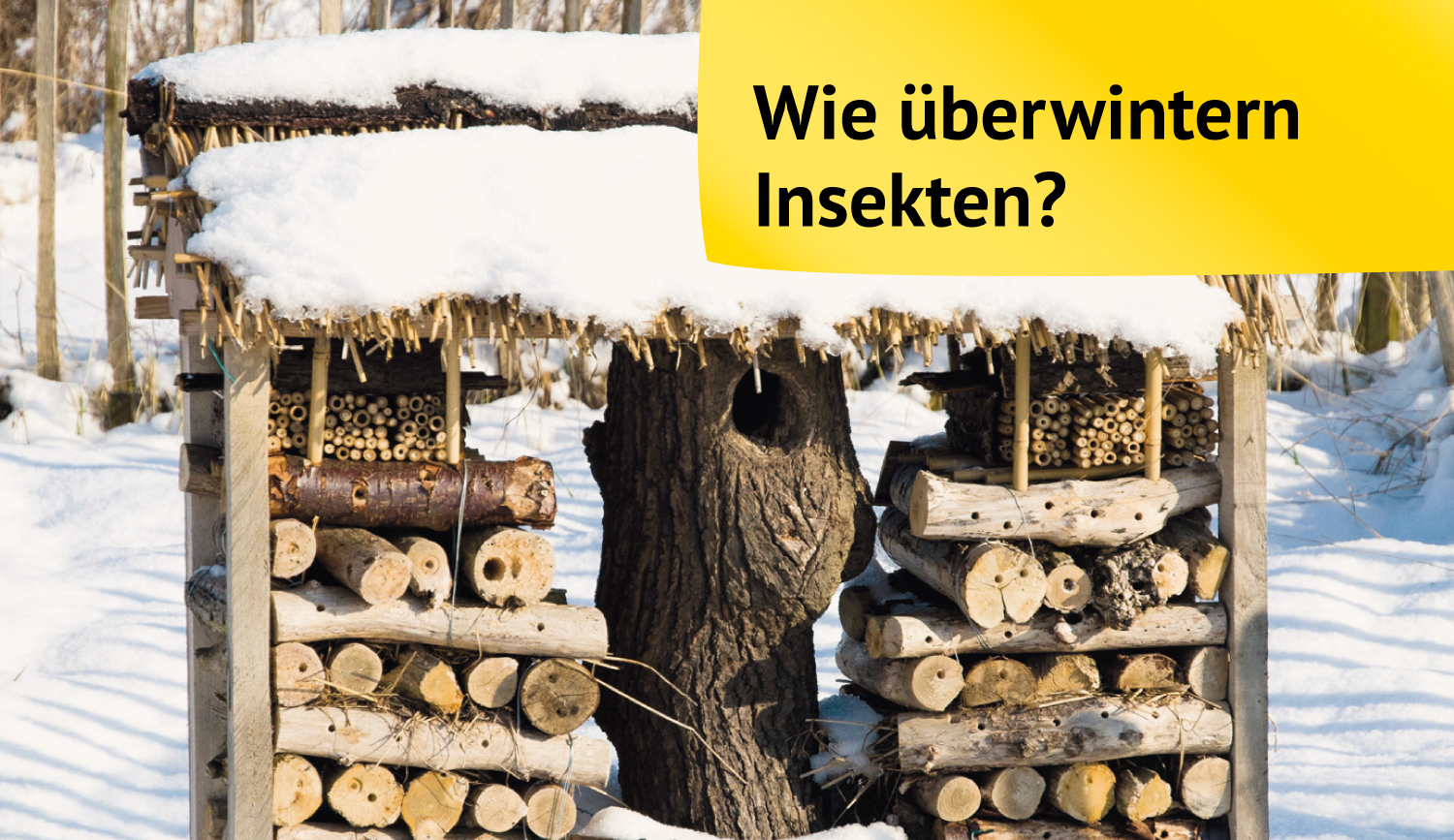 Wegfliegen Schlafen Oder Verstecken