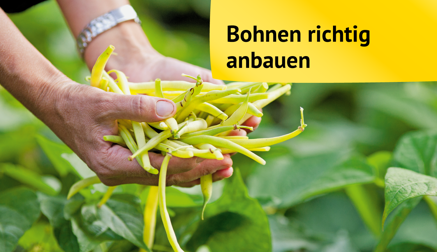 Gourmetgemuse Aus Eigenem Anbau