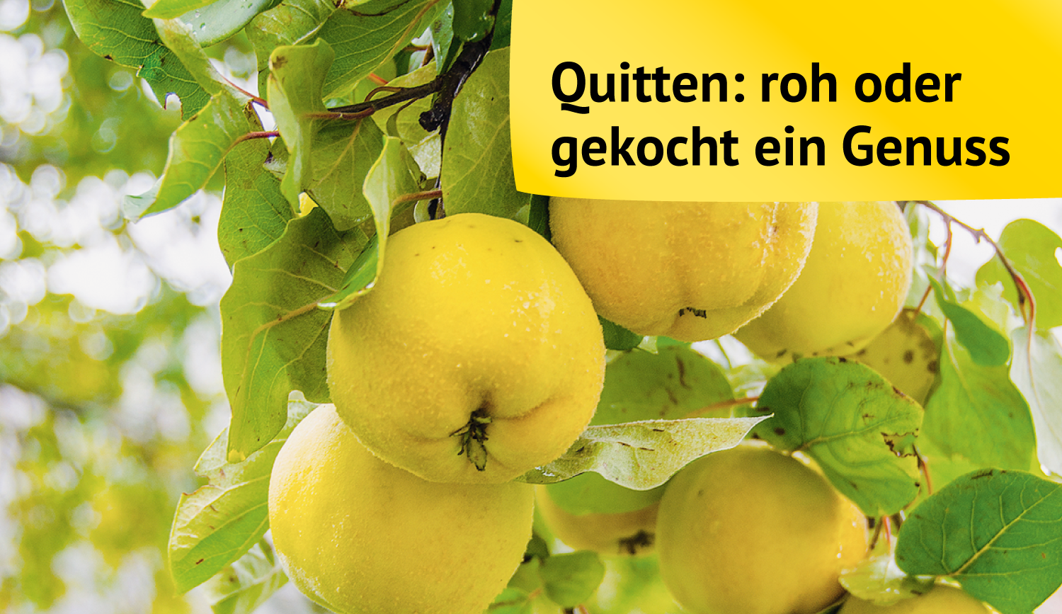Frucht mit besonderem Duft